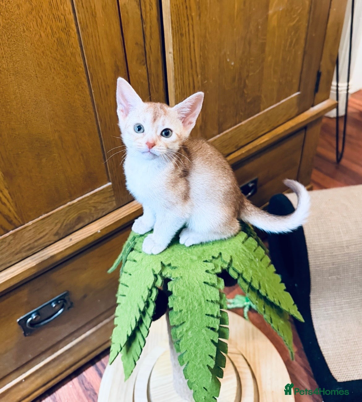 Abyssinian cats ❤️🏆 Outstanding Abyssinian Kittens Available 🏆❤️ - Advert 1