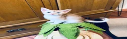 Abyssinian cats for sale: ❤️🏆 Outstanding Abyssinian Kittens Available 🏆❤️ - Advert 6