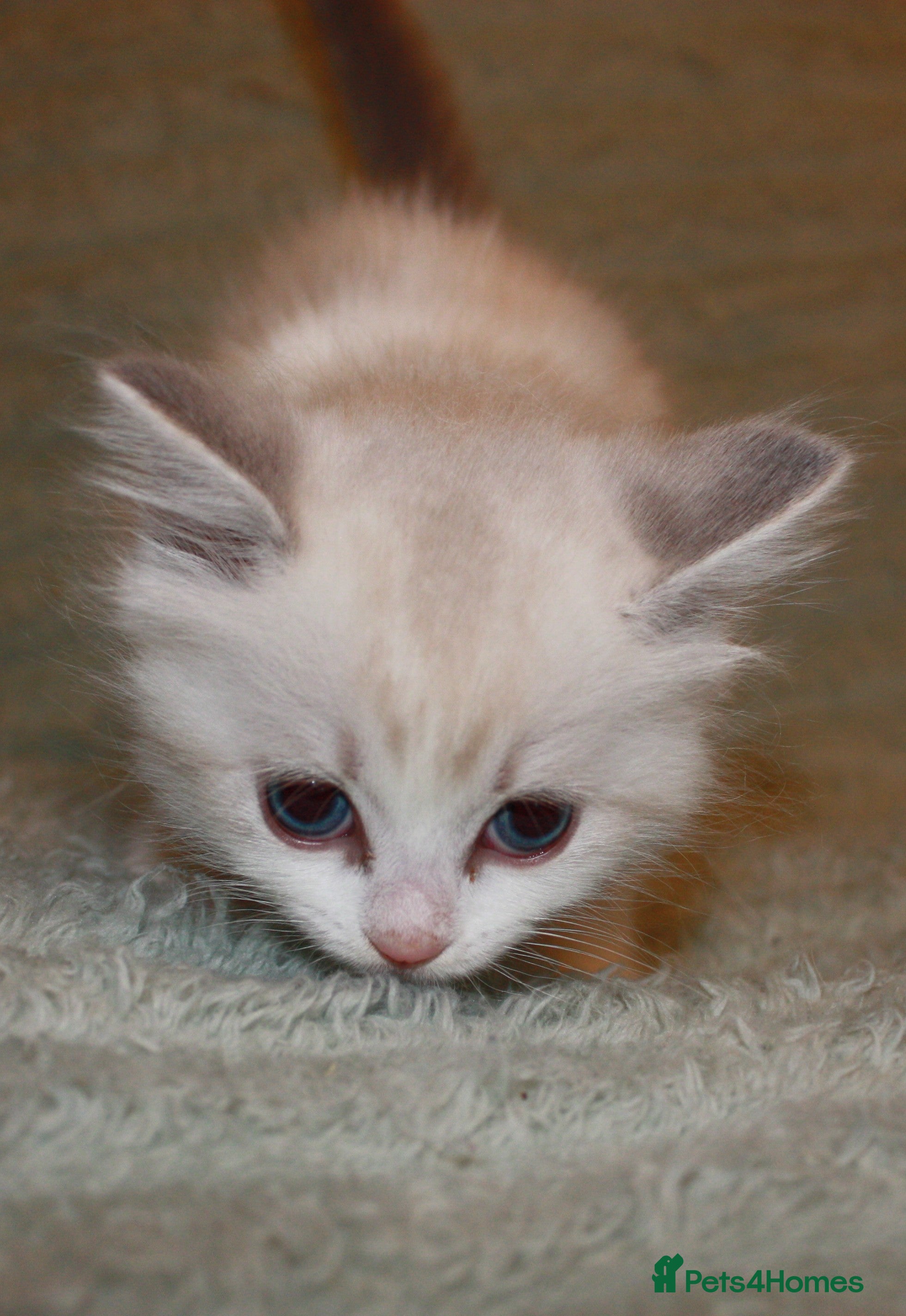 Ragdoll cats Beautiful pedigree Ragdoll kittens  - Advert 2