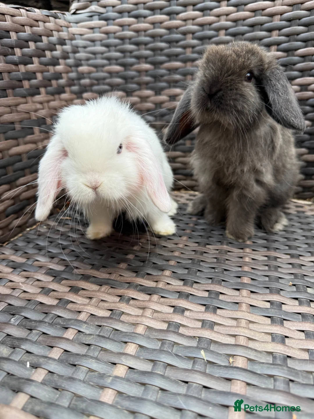 Mini Lop rabbits for sale: Mini lop baby’s for sale - Advert 5
