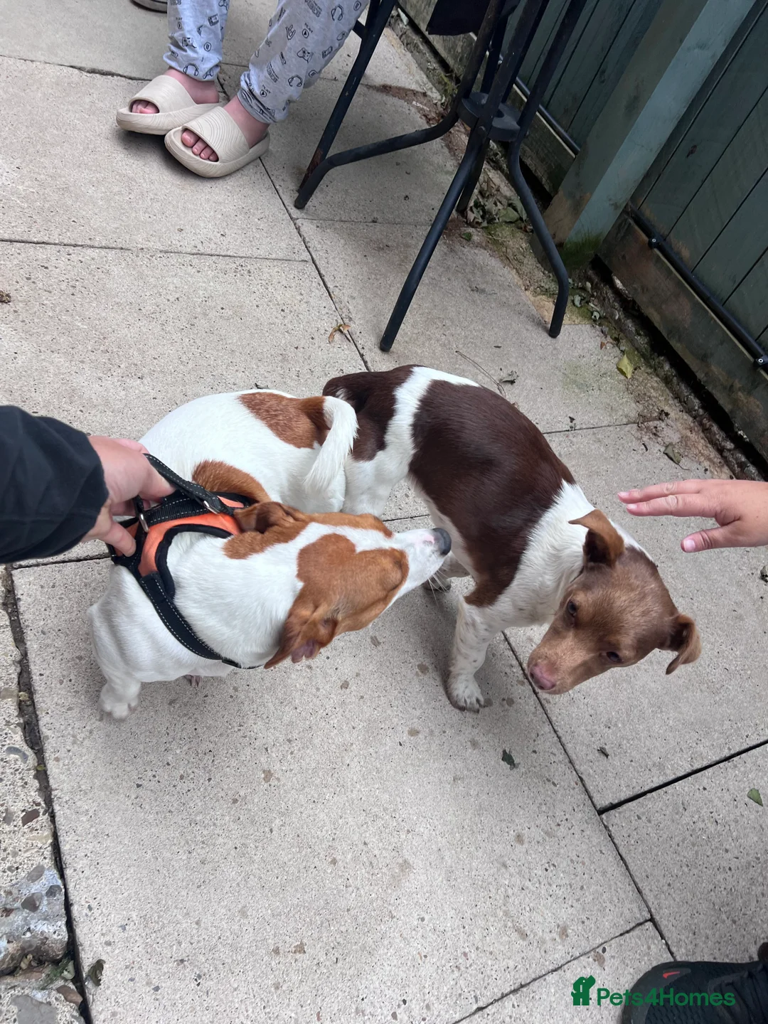 Jack Russell dogs for stud: Miniature jack Russell  in Leeds - Advert 13