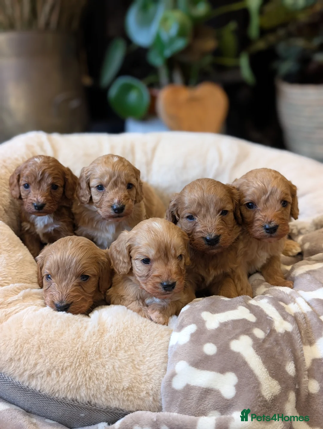 Cavapoo dogs for sale: ⭐⭐⭐⭐⭐ F1 Cavapoo puppies Health tested parents.  - Advert 1
