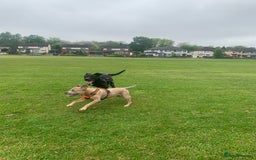 Mixed Breed dogs for sale: 2 year old Belgian Malinois cross (Ivar) - Advert 6