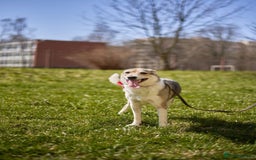 Mixed Breed dogs for adoption: 💖🐶 NINA 🐶💖 - Image 22