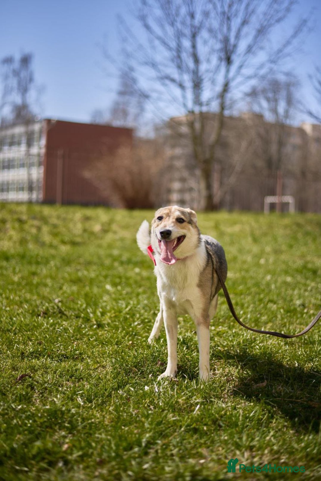 Mixed Breed dogs for adoption: 💖🐶 NINA 🐶💖 - Image 22