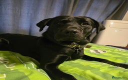 Labrador Retriever dogs for sale: Part trained labrador assistance dog - Advert 4