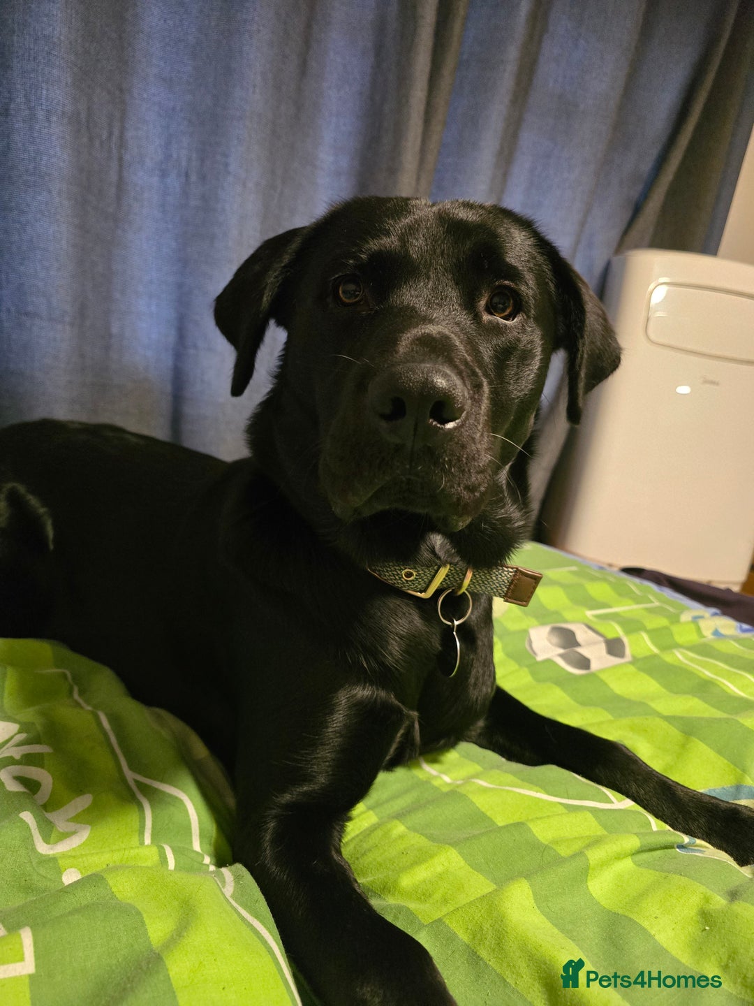 Labrador Retriever dogs for sale: Part trained labrador assistance dog - Advert 4