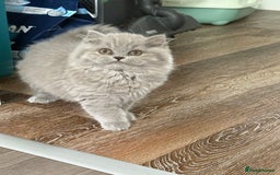 British Shorthair cats for sale: RESERVED! Last British Longhair girl  - Image 5