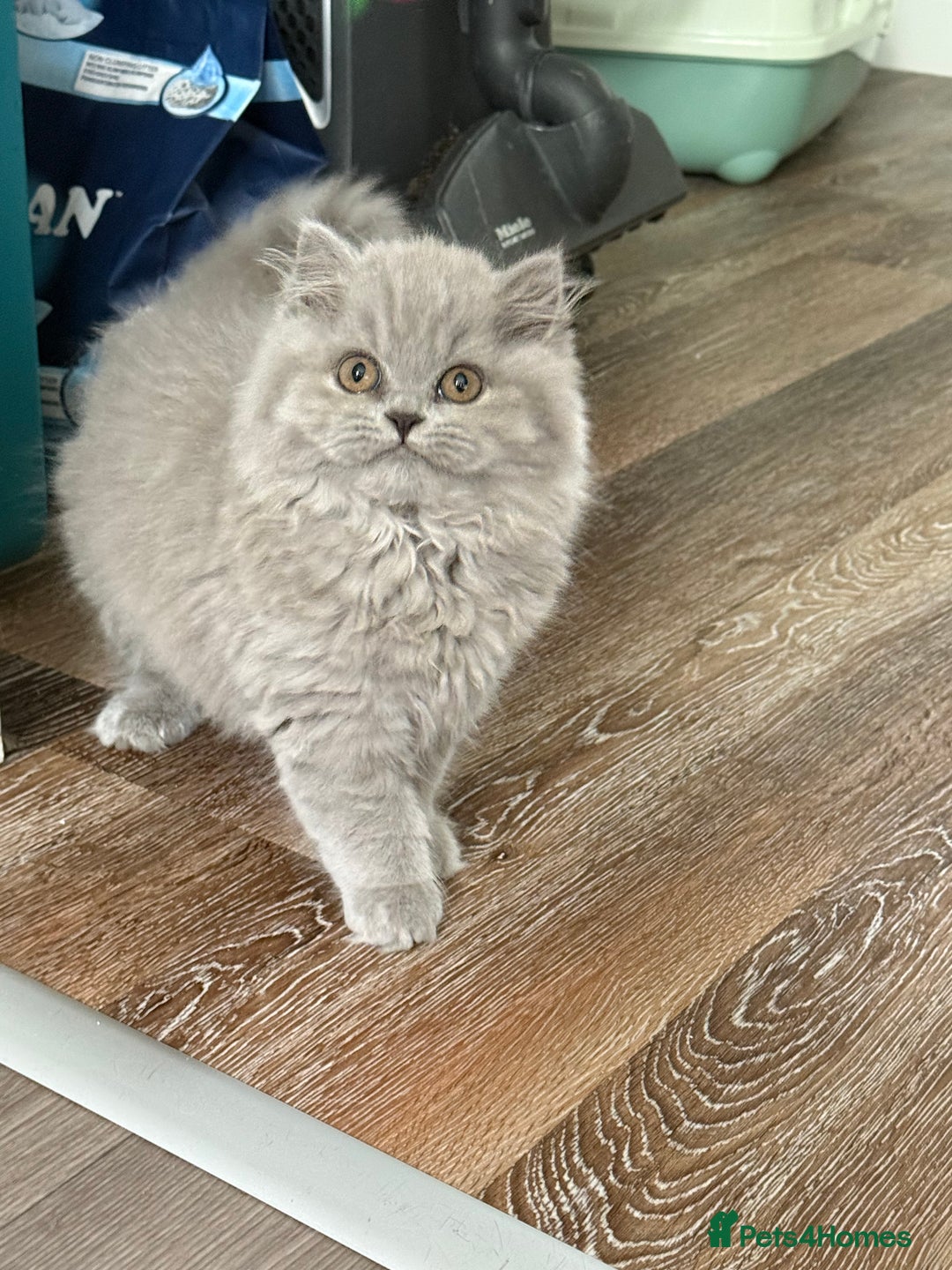 British Shorthair cats for sale: RESERVED! Last British Longhair girl  - Image 5