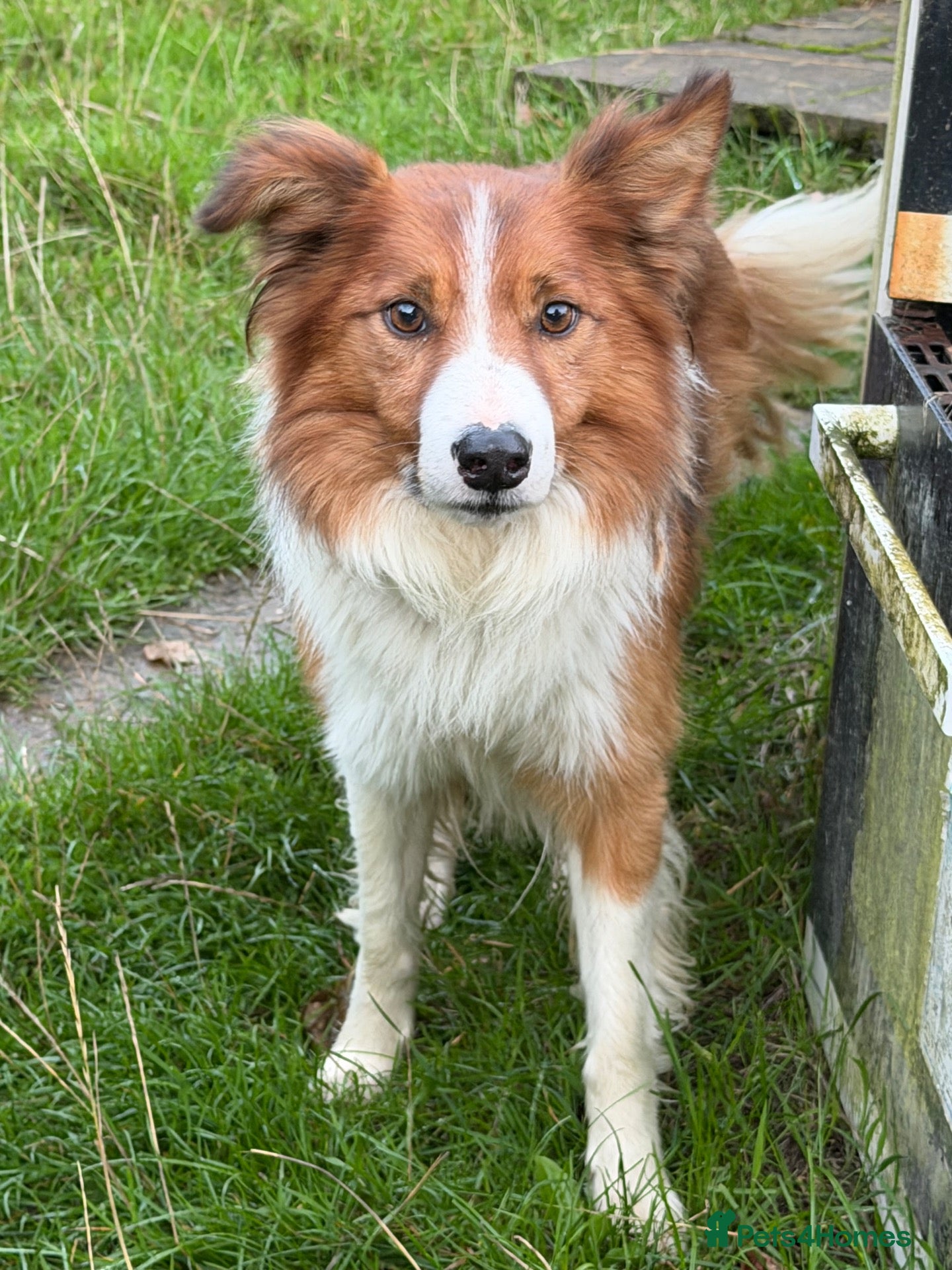 Border Collie dogs Border collie pups for sale - Advert 2