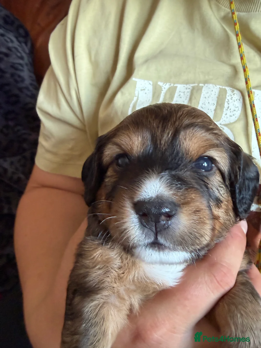 Mixed Breed dogs for sale: Cocker x puppies  - Advert 2