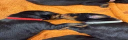 Dobermann dogs for sale: European Doberman puppies! - Advert 6