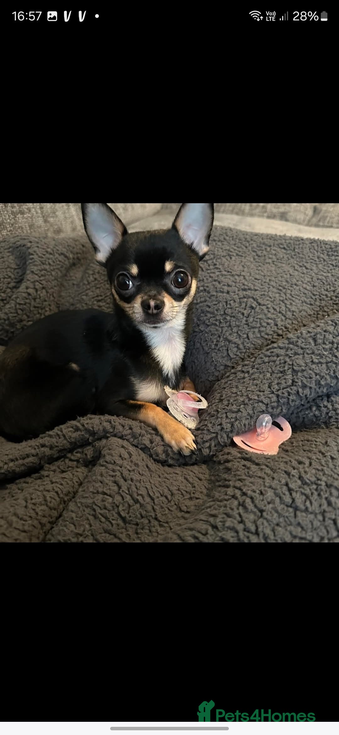 Chihuahua dogs for sale: 2 male chuhuias  - Image 3