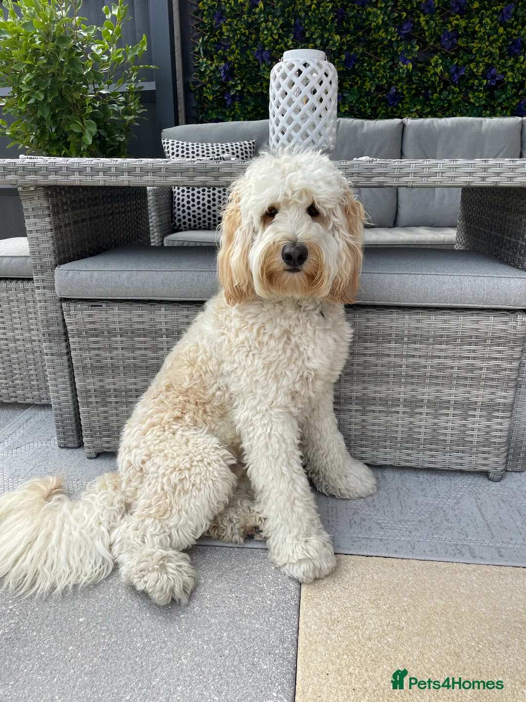 Labradoodle dogs for stud: Australian Labradoodle Stud (Health Tested) in Great Yarmouth - Advert 7