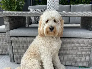 Labradoodle dogs Australian Labradoodle Stud (Health Tested) - Advert 15