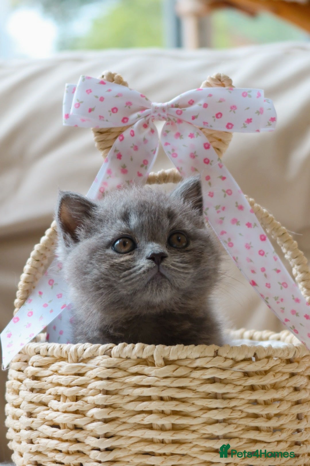 British Shorthair cats British Shorthair Blue Kitten Reg & Licensed - Advert 2