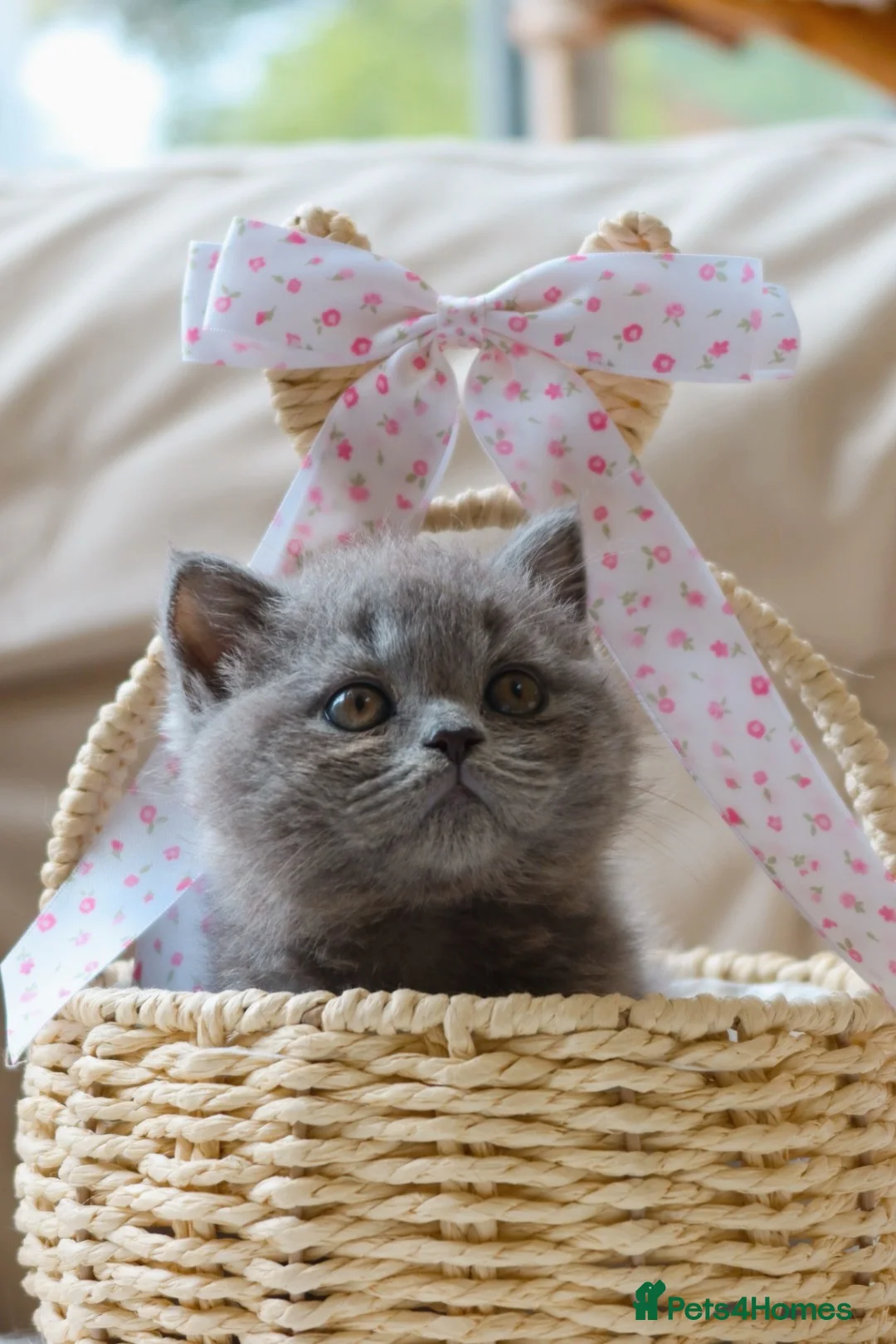 British Shorthair cats for sale: British Shorthair Blue Kitten Reg & Licensed - Advert 2