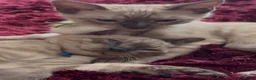 Bengal cats for sale: TICA registered Seal Solid Silver Mink Bengals - Advert 39