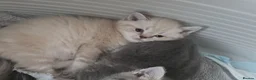 British Shorthair cats for sale: British shorthair  - Advert 21