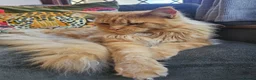 Maine Coon cats for sale: Stunning Pedigree Maine Coon Kittens  - Advert 12