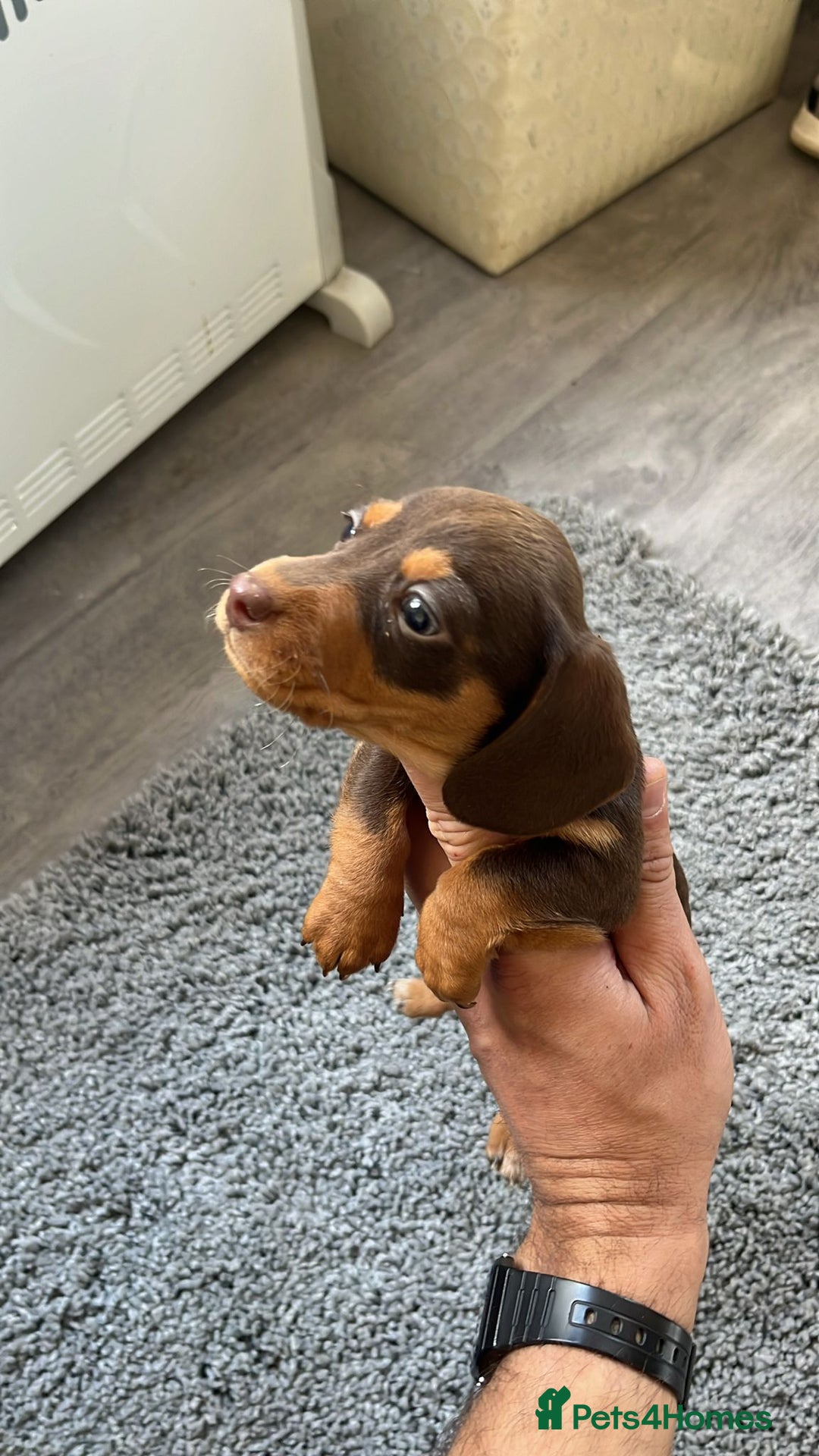 Miniature Dachshund dogs for sale: Exceptional Miniature Dachshund Puppies! - Advert 2