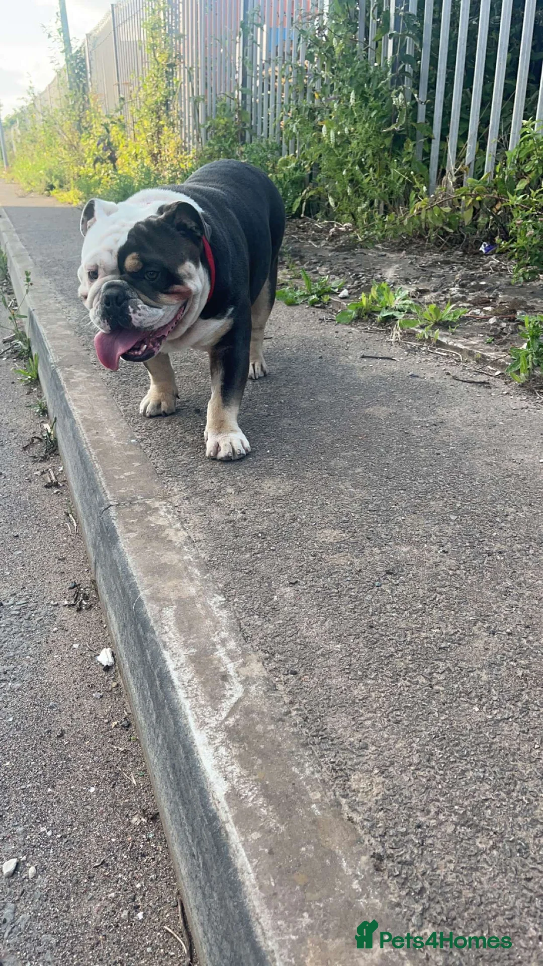 English Bulldog dogs for sale: English Bulldog looking for a loving forever home - Advert 4
