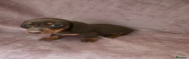Miniature Dachshund 2