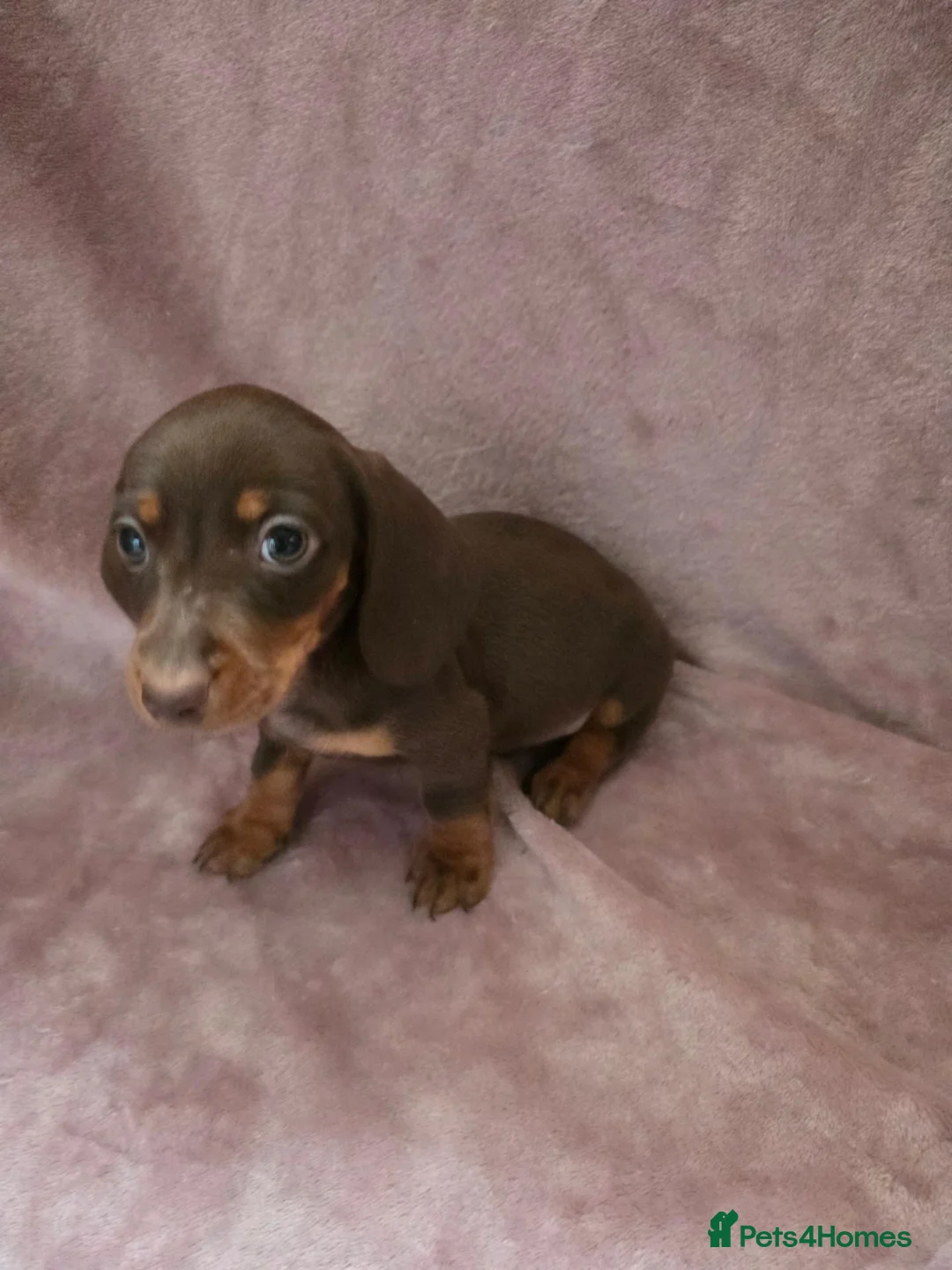 Miniature Dachshund dogs for sale: 4 Boys available Miniature dachshund  - Advert 2