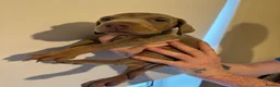 Dobermann dogs for sale: Kc reg health tested Doberman’s price dropped - Advert 14