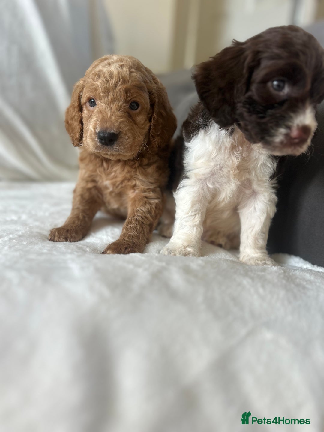 Cockapoo dogs for sale: beautiful toy cockapoo - Image 14
