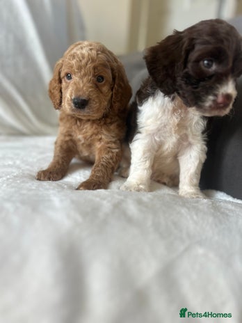 Cockapoo dogs - Advert 4