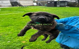 Mixed Breed dogs for sale: Dutch/Belgian malinois   - Image 12
