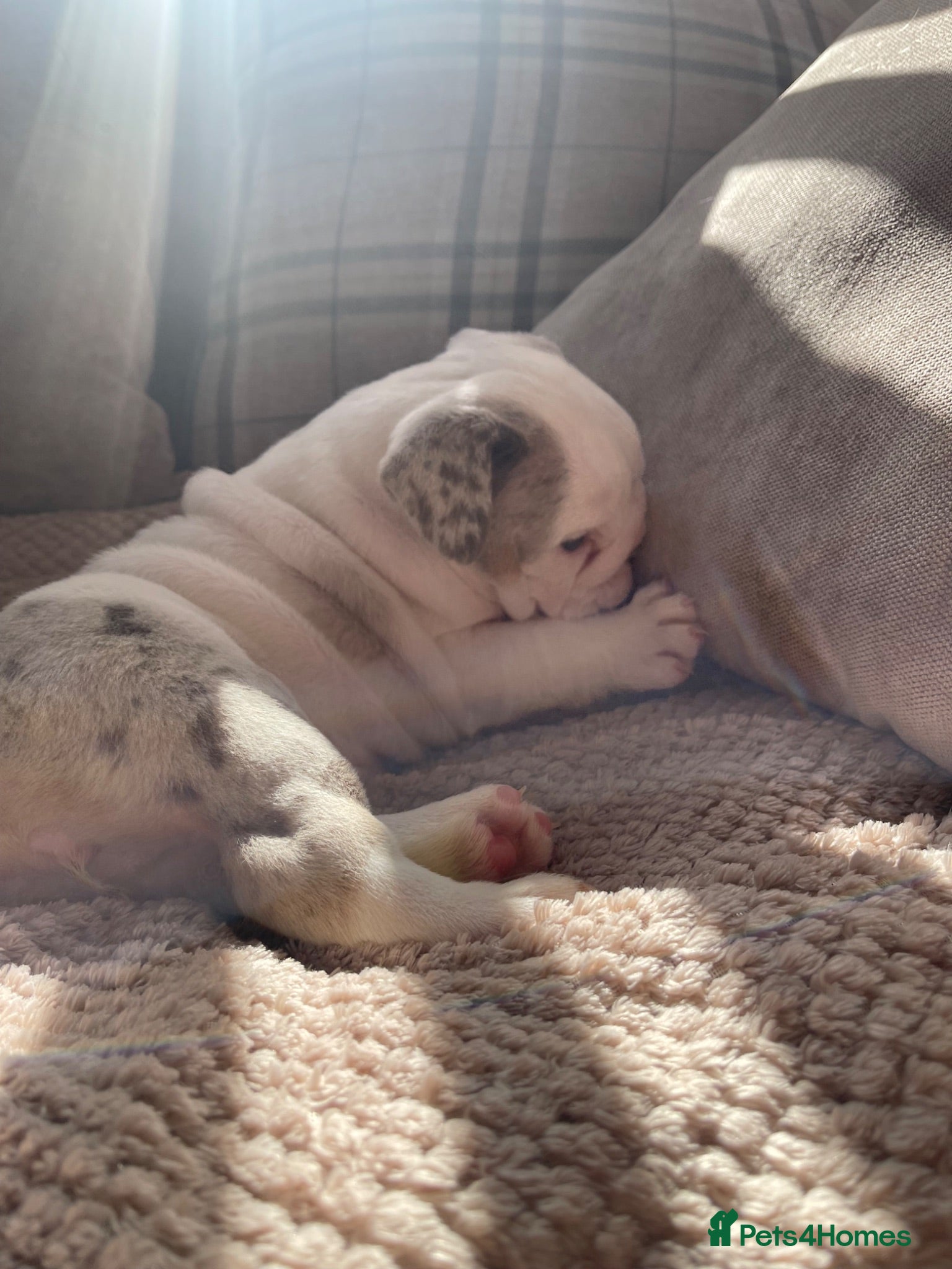 English Bulldog dogs ⭐️✨ English Bulldogs - KC Registered ⭐️✨ - Advert 2