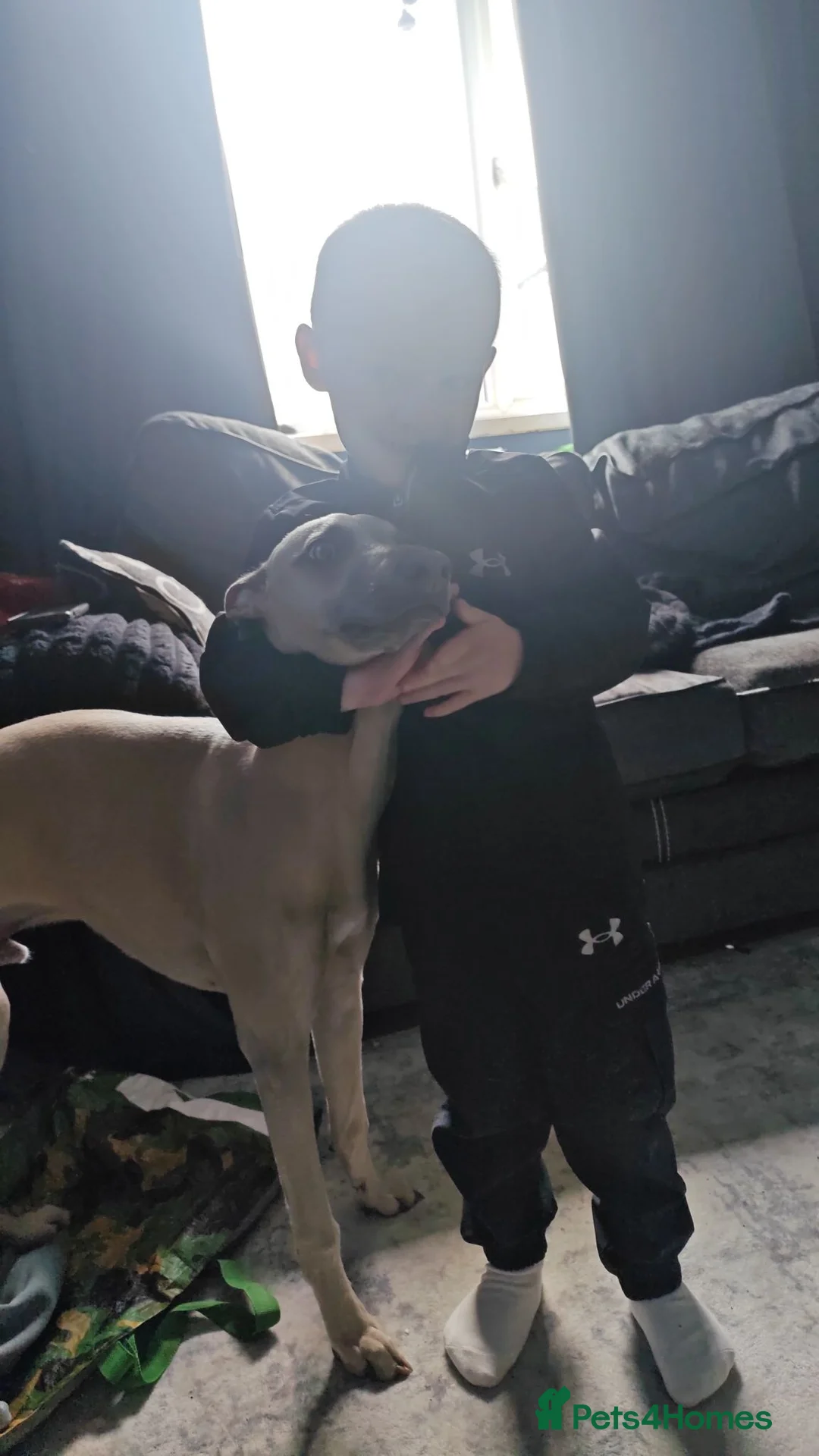 Whippet dogs for sale: Buddy  in Carlisle - Advert 3