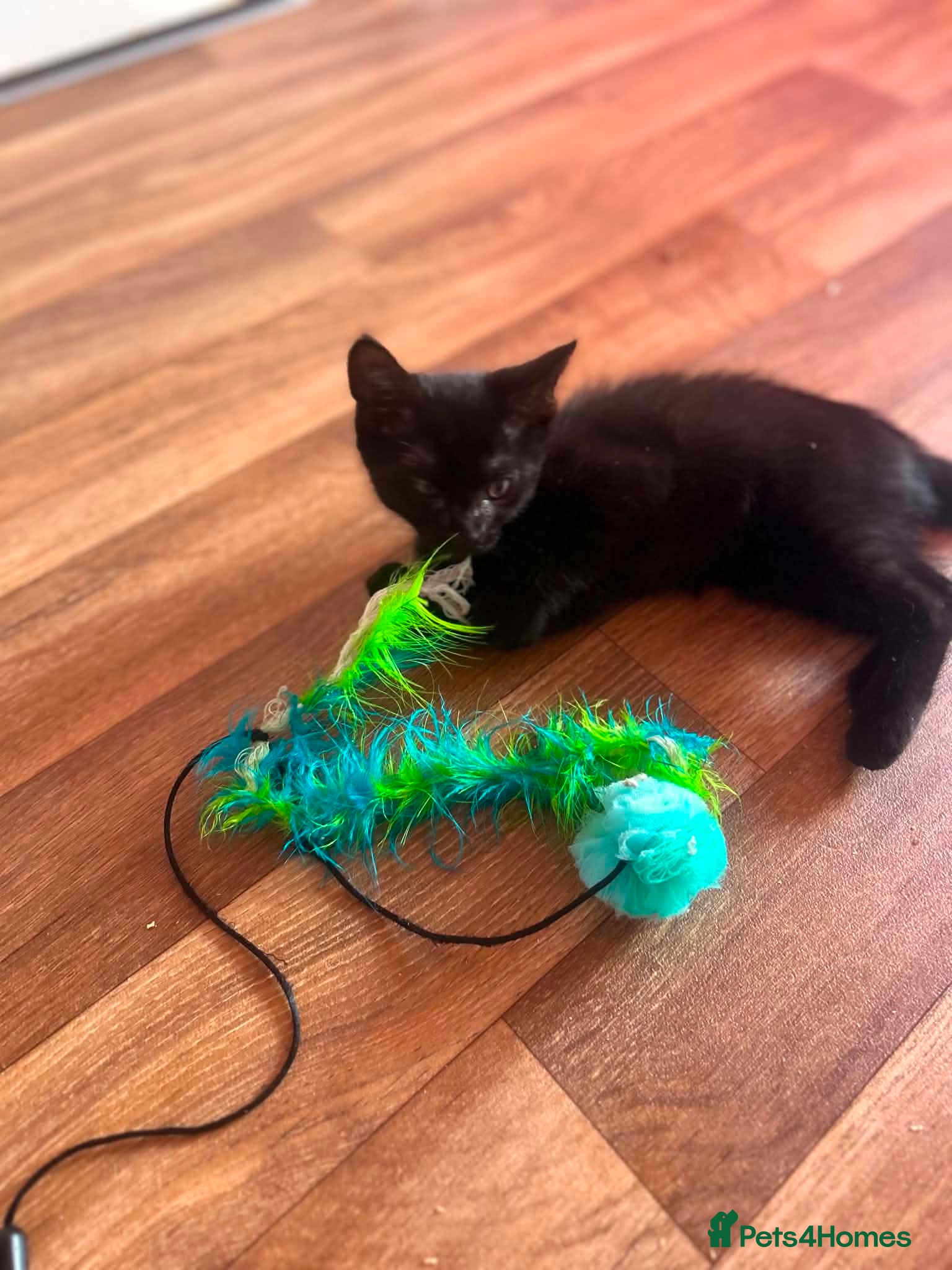 Maine Coon cats for sale: Maine coon x Burmese  - Advert 3