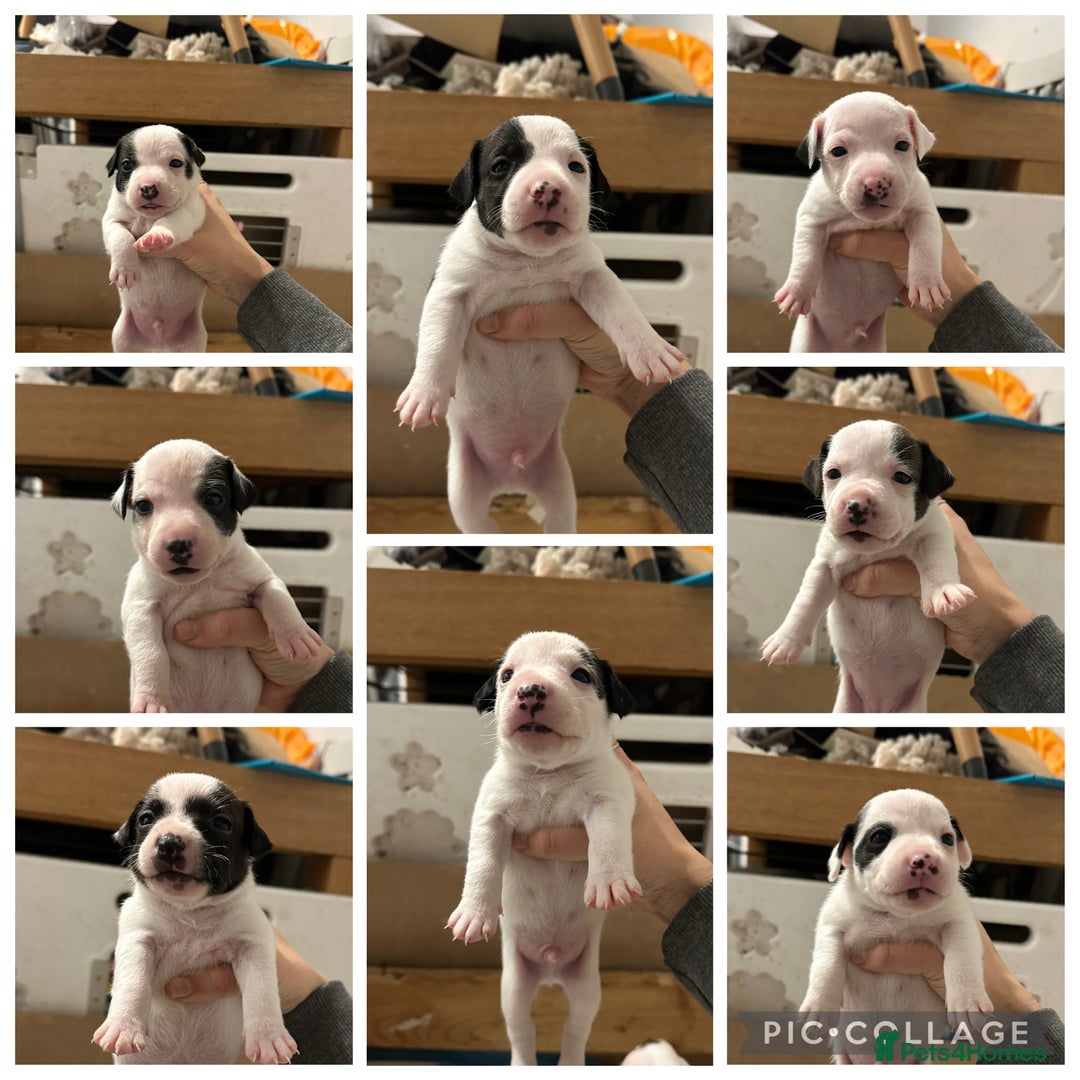 Jack Russell dogs for sale: Jack Russel puppy’s  - Advert 1