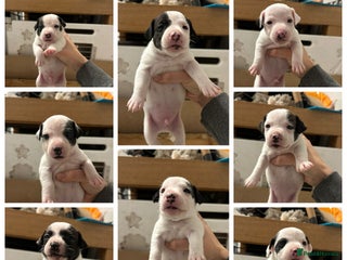 Jack Russell dogs Jack Russel puppy’s - Advert 15