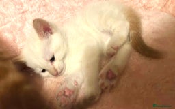 Mixed Breed cats for sale: Mixed BSH/ragdoll  - Image 9