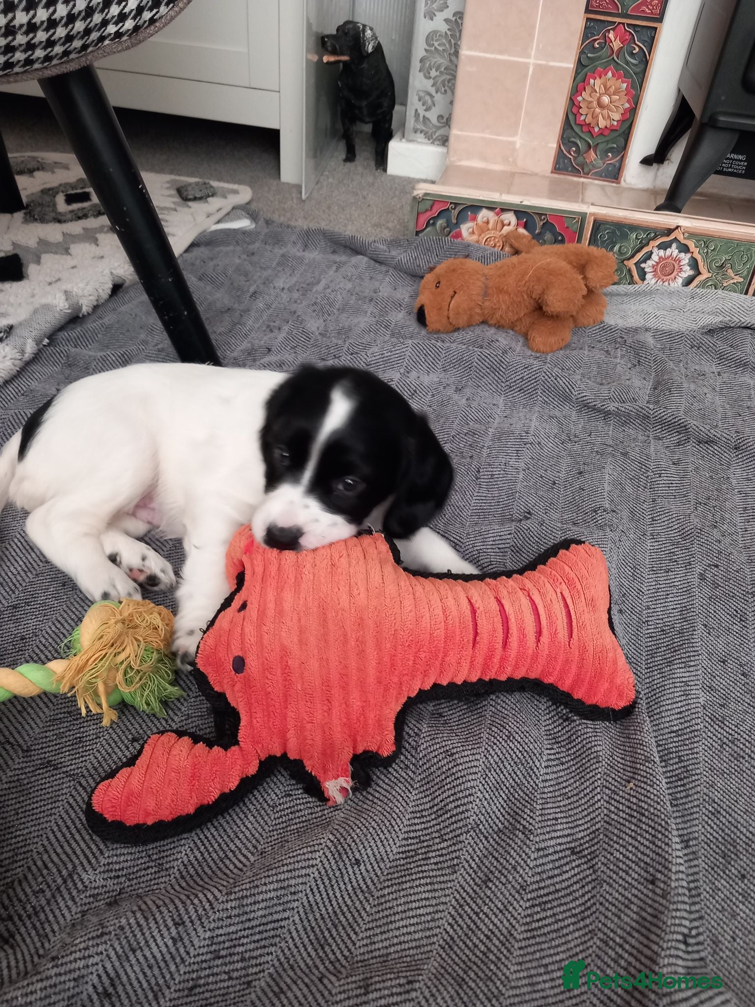 English Springer Spaniel dogs English Springer Spaniels Puppies  - Advert 10