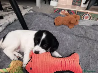 English Springer Spaniel dogs English Springer Spaniels Puppies - Advert 10