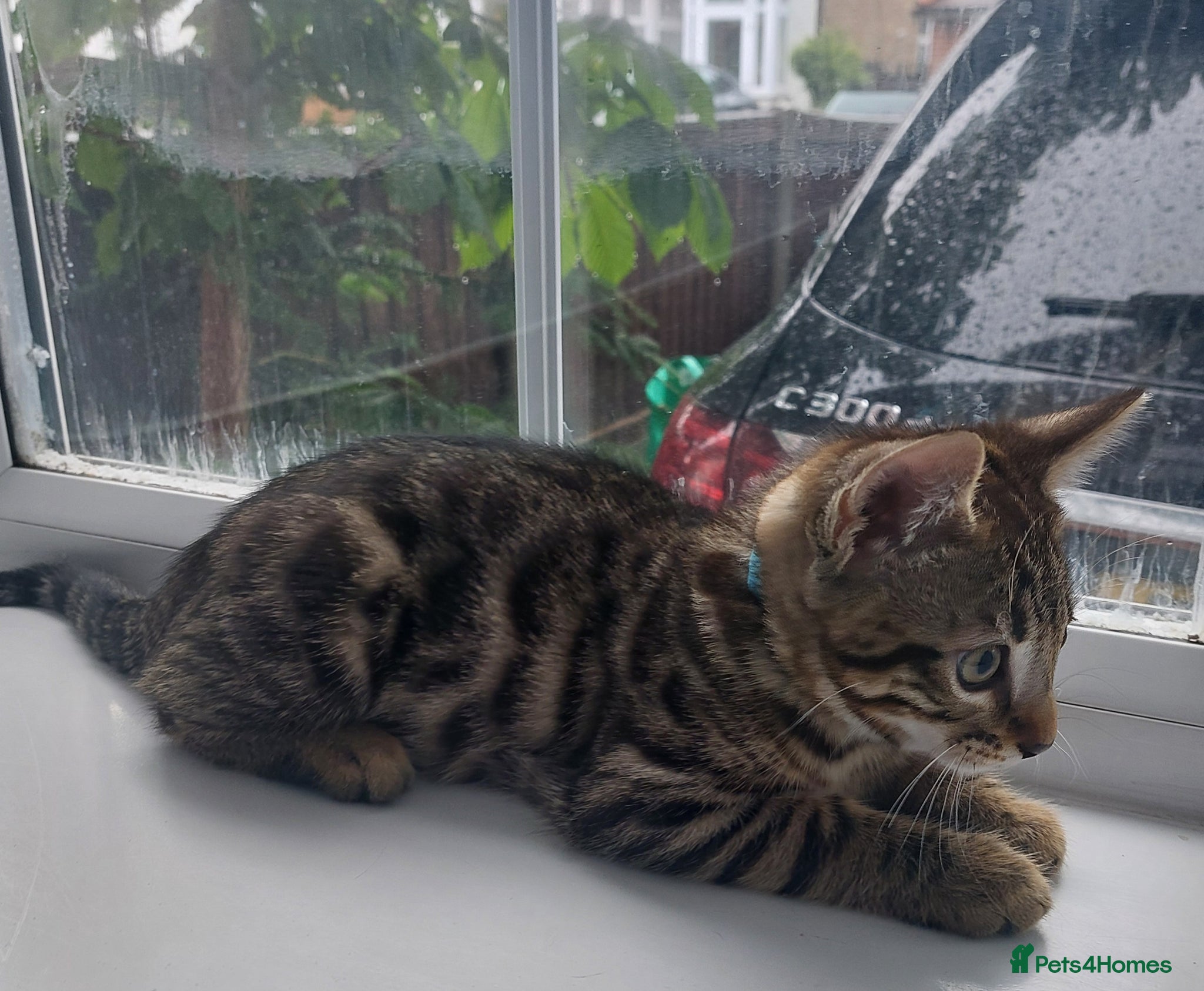 Mixed Breed cats for sale: X Bengal Kitten Mixed Tabby Boy - Advert 2