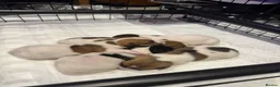 Jack Russell dogs for sale: 5 Jack Russell Puppies for Sale - Advert 6