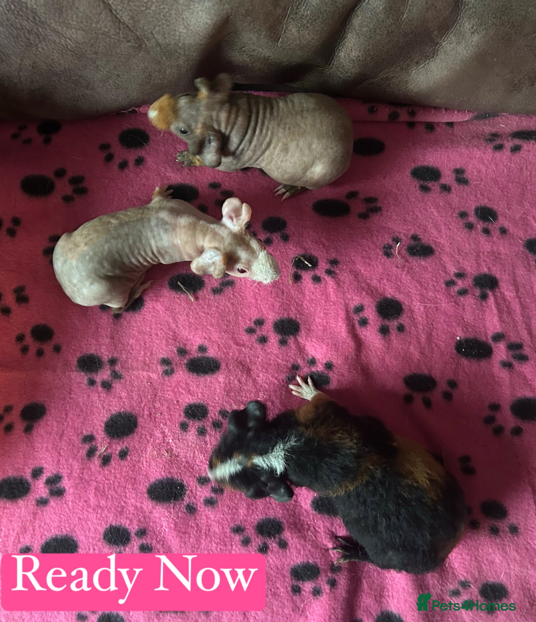 Guinea Pig rodents Skinny Pig Sows - Advert 4