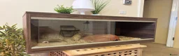 Corn Snake reptiles for sale: Corn Snake & Vivarium in Huddersfield - Advert 5