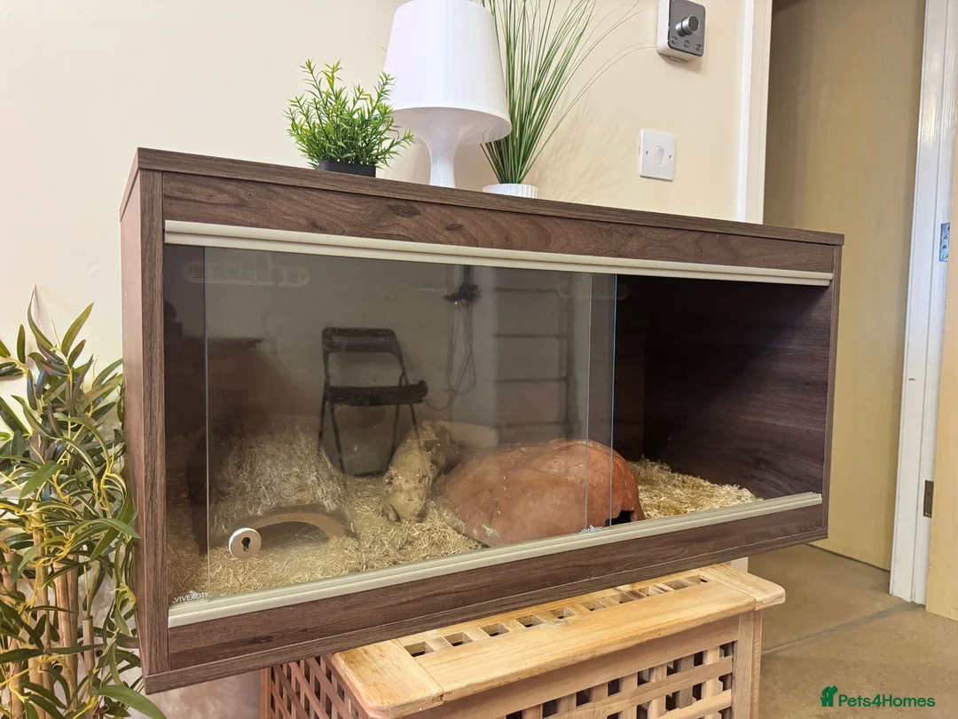 Corn Snake reptiles for sale: Corn Snake & Vivarium in Huddersfield - Advert 5