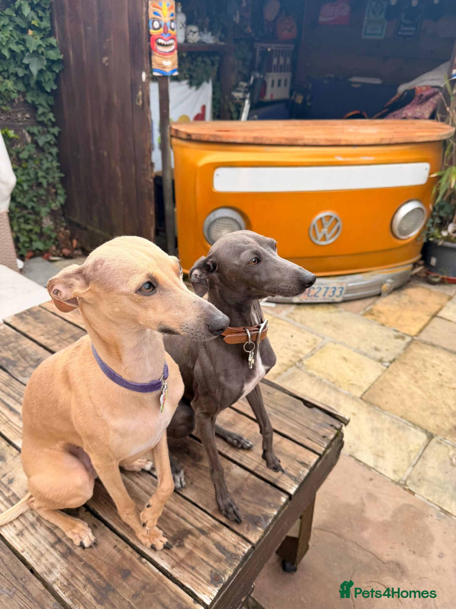 Italian Greyhound dogs 3/4 Italian Greyhound & 1/4 Whippet Puppies - Advert 2