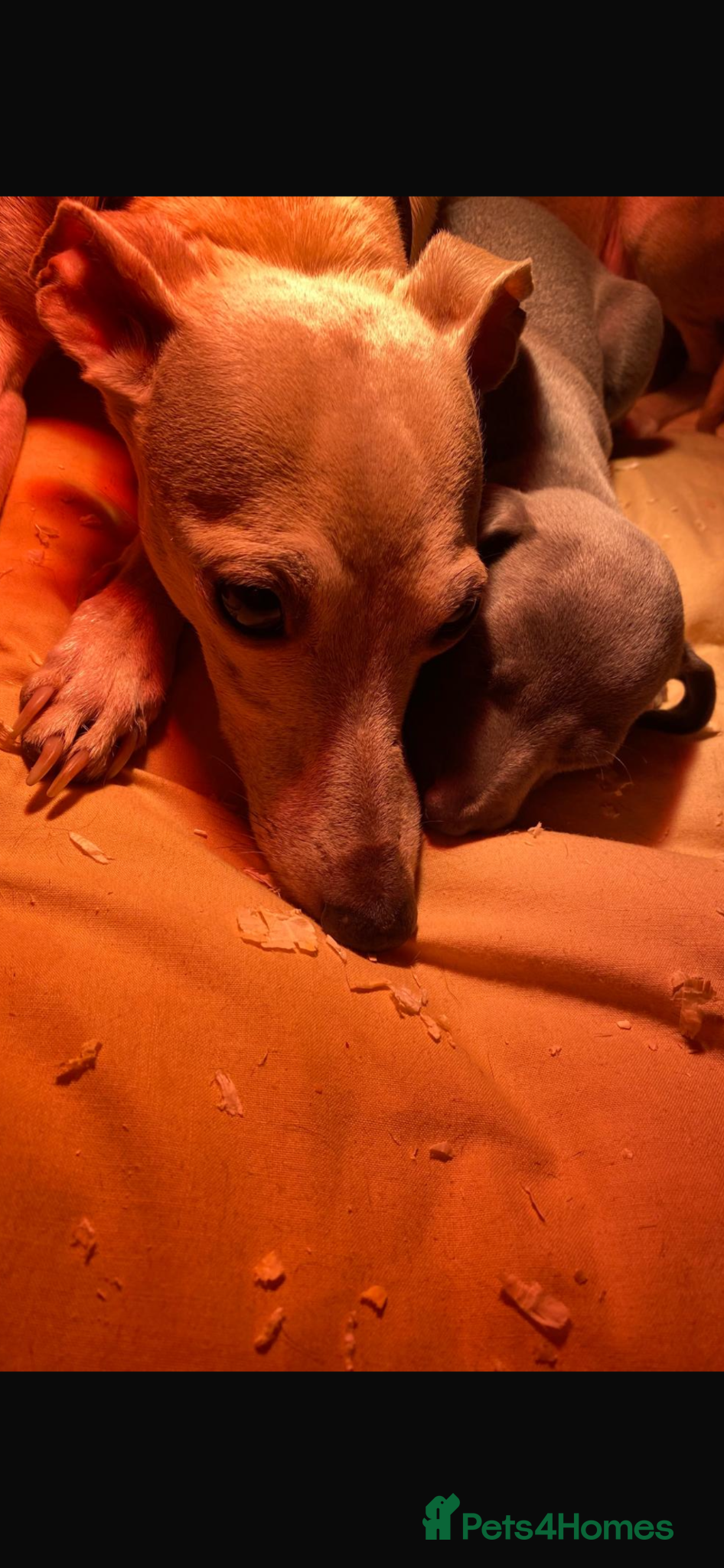 Mixed Breed dogs Whippet x Italian greyhound pups - Advert 1