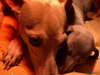 Mixed Breed dogs Whippet x Italian greyhound pups - Advert 1