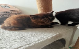 Mixed Breed cats for sale: Beautiful Kittens Looking for a Loving Home - Image 3