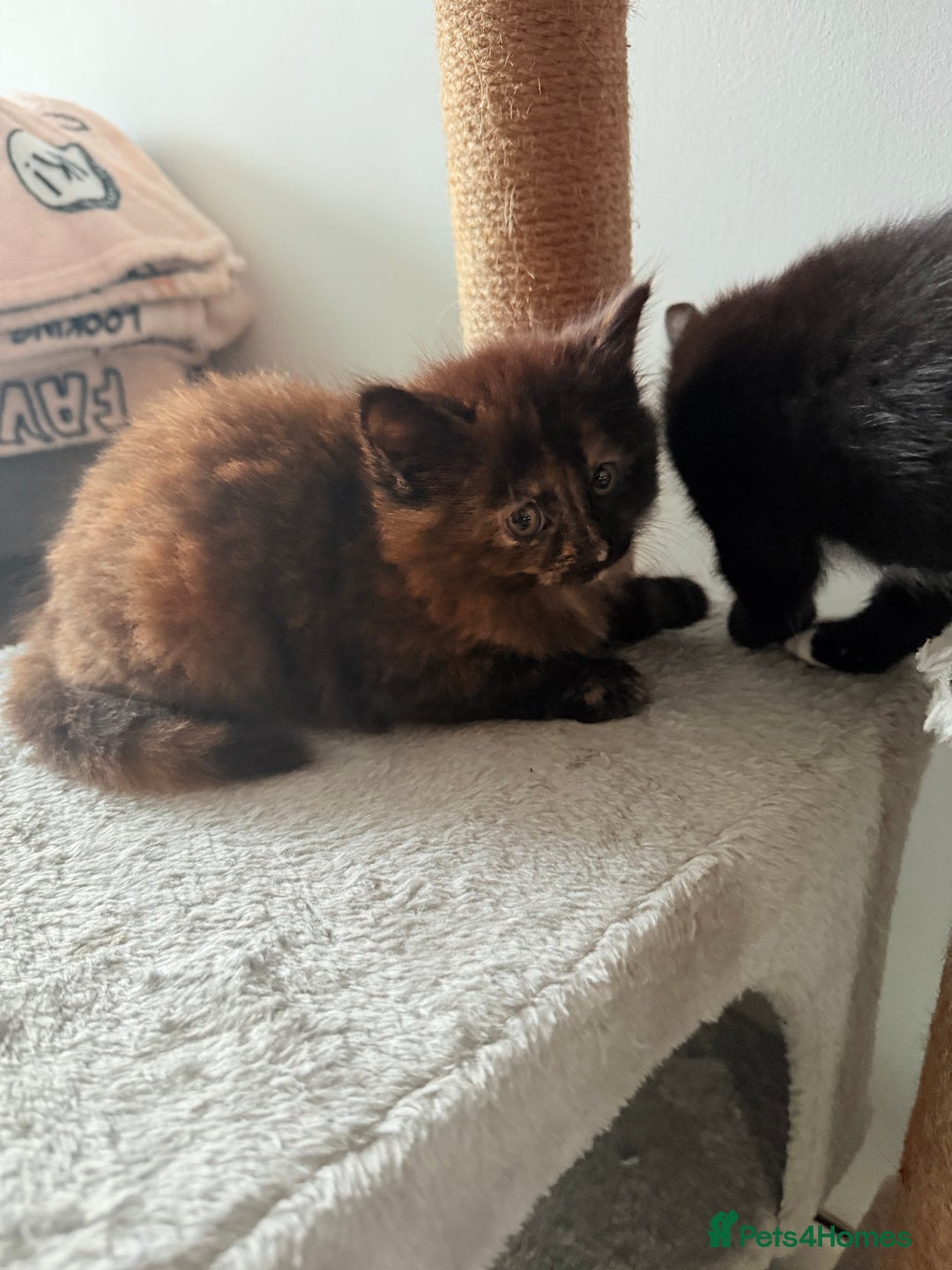 Mixed Breed cats for sale: Beautiful Kittens Looking for a Loving Home - Image 3